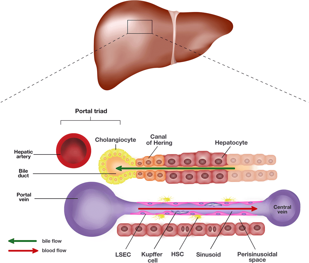 Can Viral Infections Like Hepatitis Cause Long-Term Liver Damage