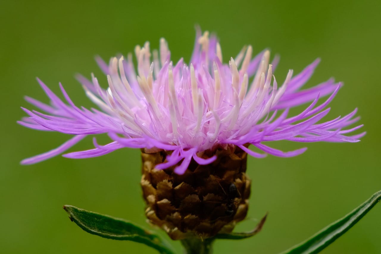 Exploring the Best Natural Sources of Liver-Supportive Nutrients