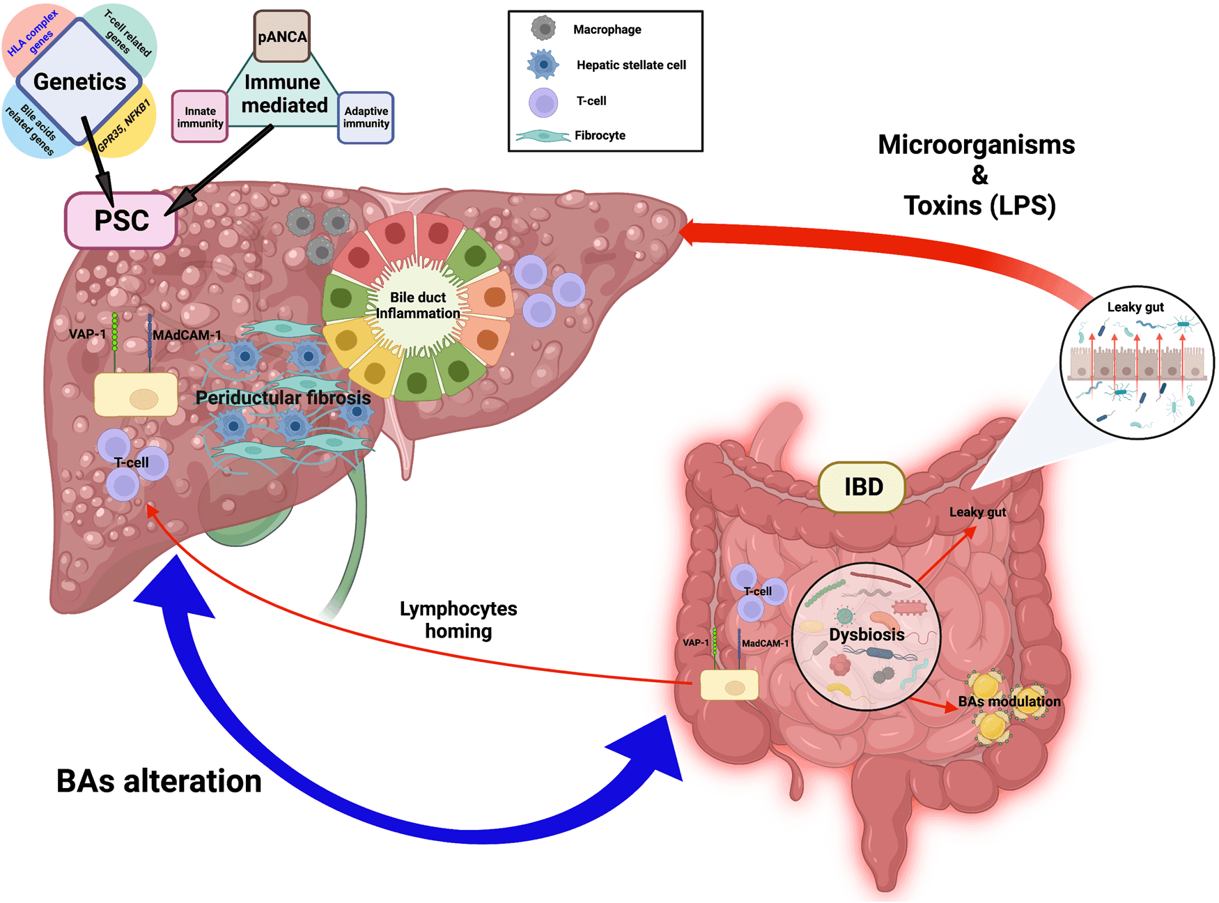 Exploring The Connection Between Slow Digestion And Liver Function