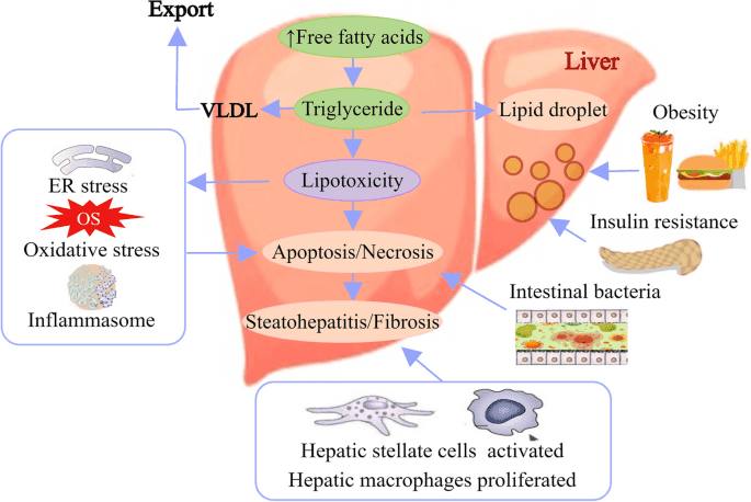 Exploring The Connection Between Slow Digestion And Liver Function