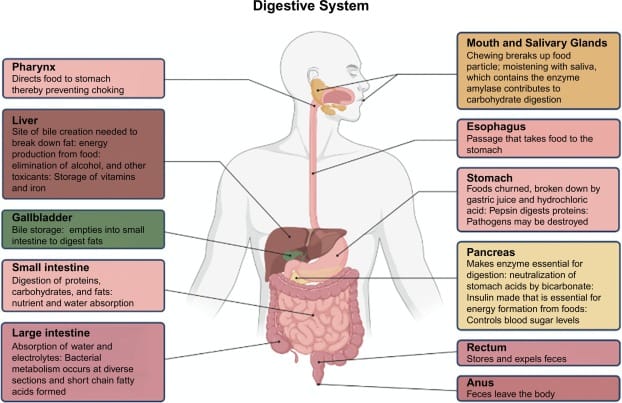 Exploring The Connection Between Slow Digestion And Liver Function
