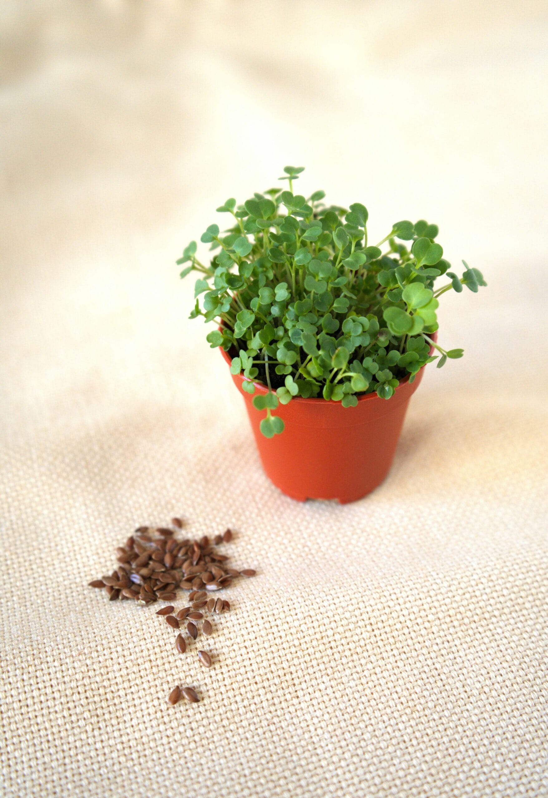 Key Nutrients for Optimal Liver Function