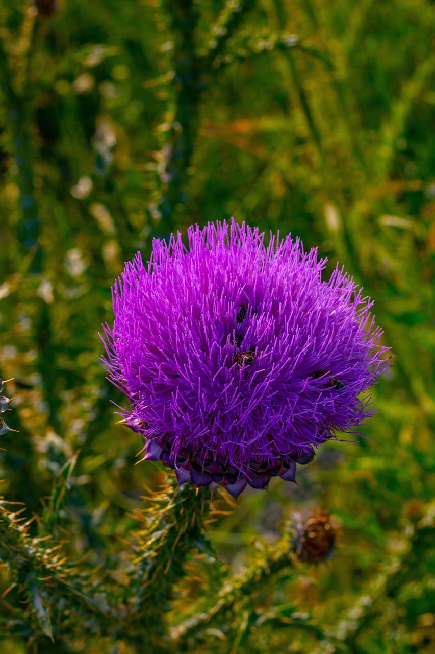 Milk Thistle: A Natural Ally for Liver Detoxification