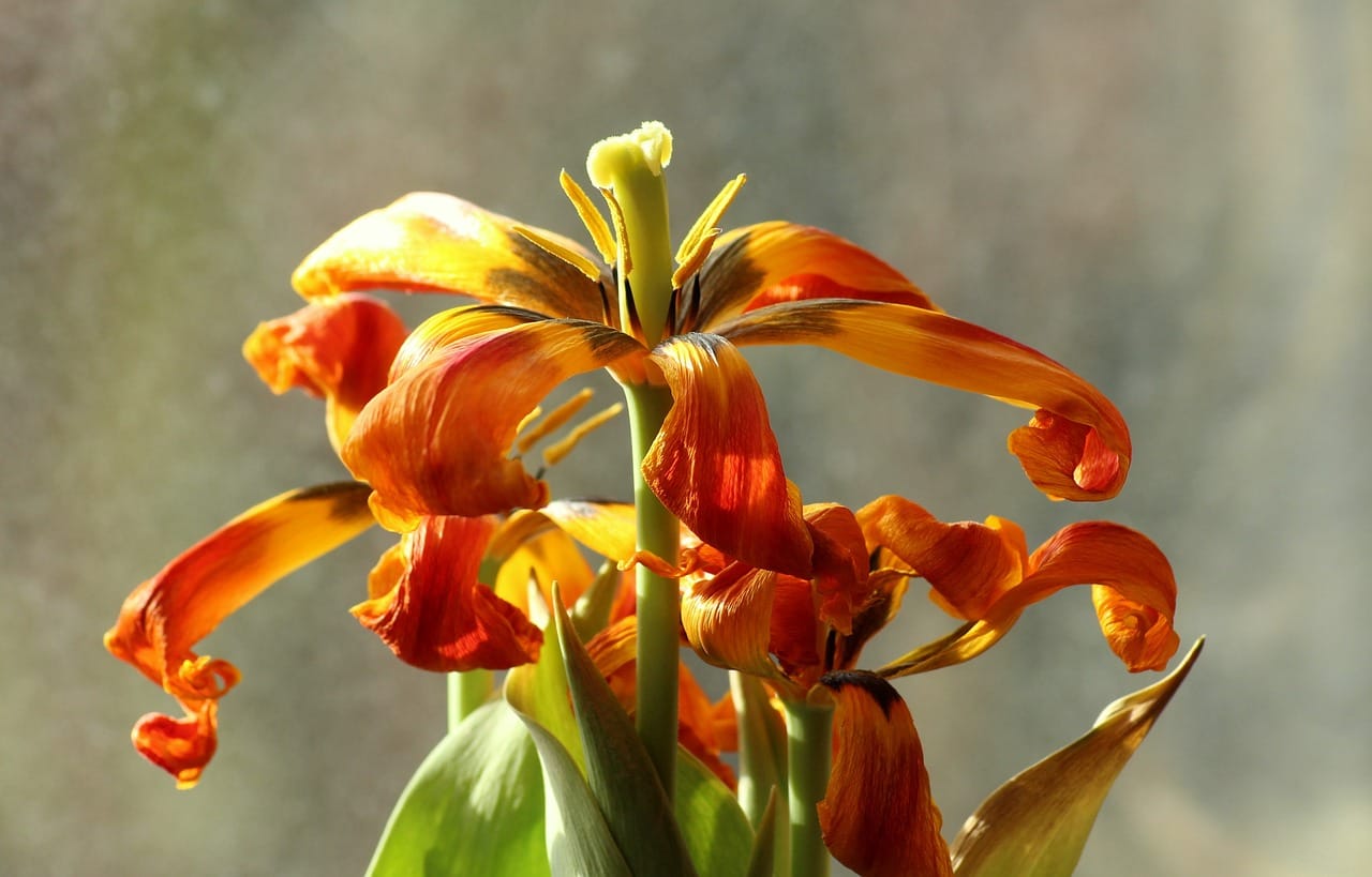 Understanding the Symptoms of Going Through Menopause