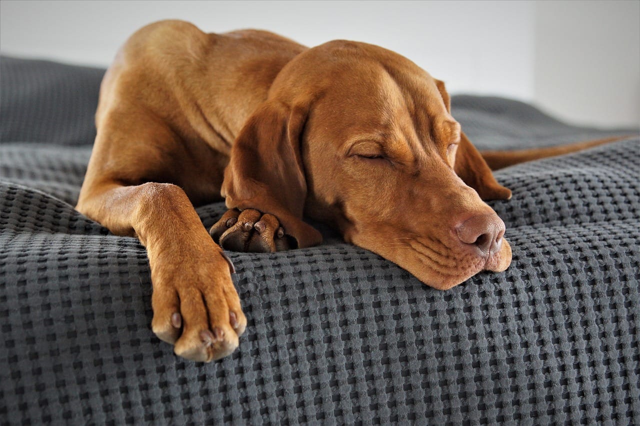 Can Better Sleep Help Reduce Belly Fat?