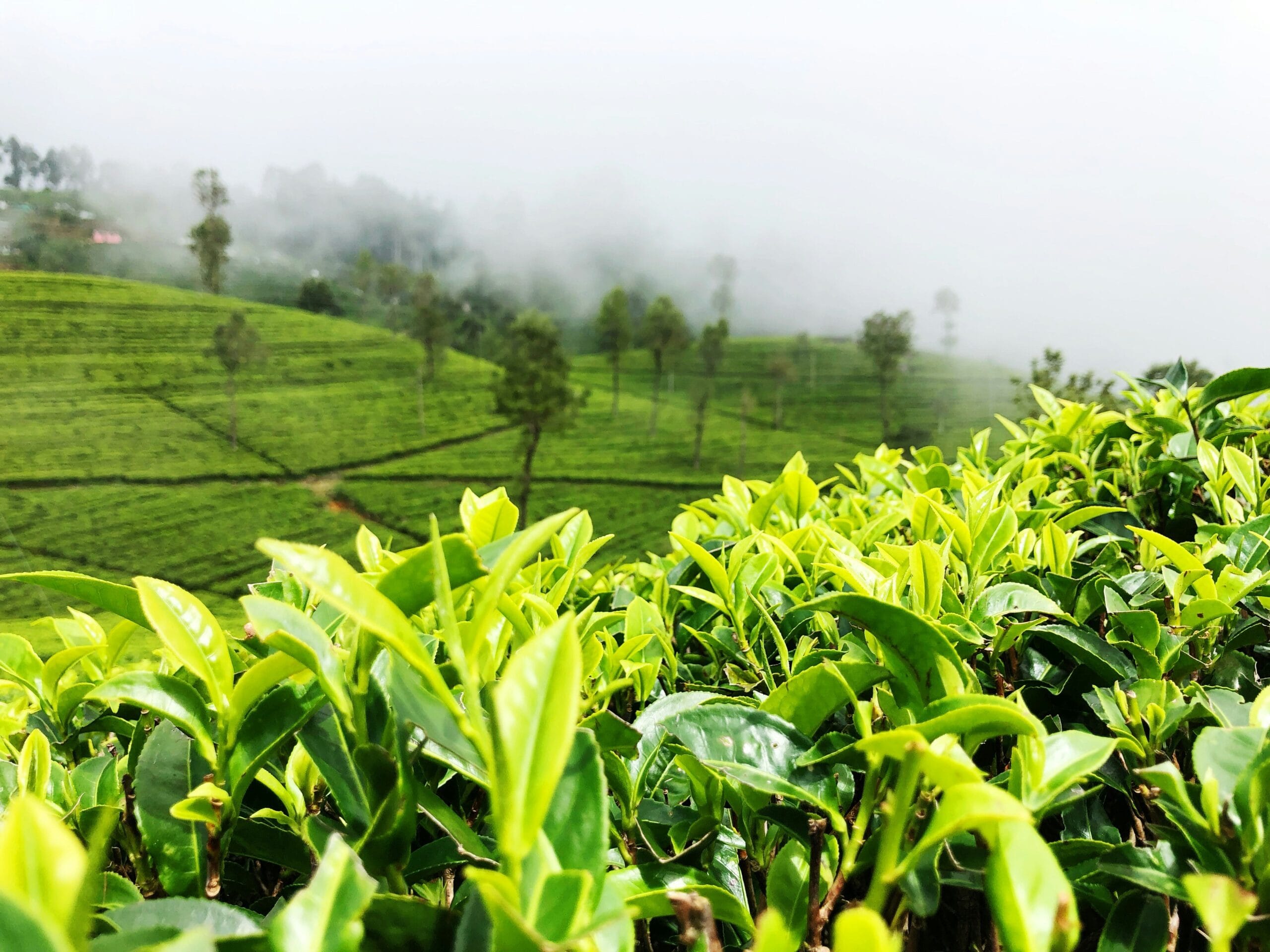 Can Green Tea Aid In Belly Fat Reduction?
