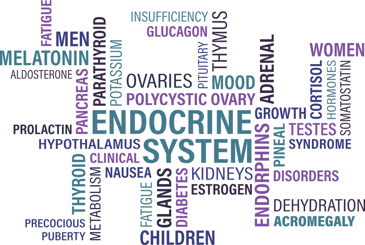 Can Thyroid Issues Lead To Increased Belly Fat?