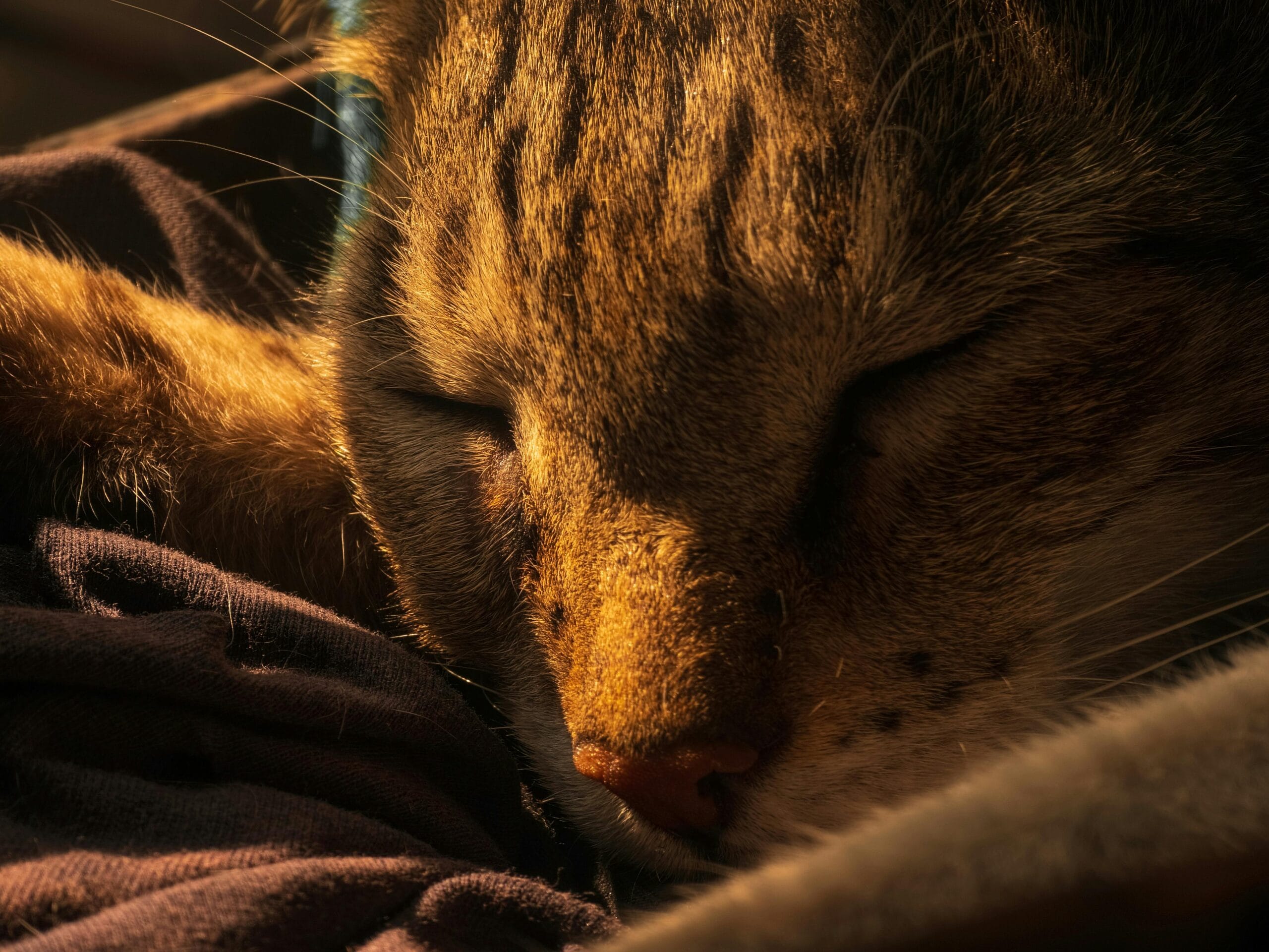 Menopause and Its Impact on Sleep Patterns