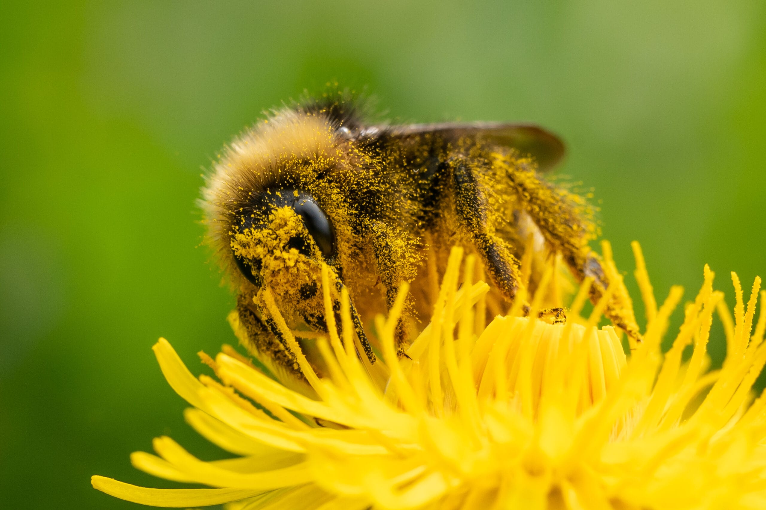 Yes, Your Allergies Are Getting Worse: Understanding the Impact of Climate Change